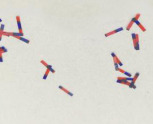 Multicolour visible fibres in paper